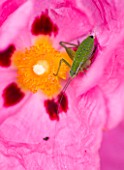 THE ROU ESTATE  CORFU: CLOSE UP OF THE CENTRE OF THE PINK FLOWER OF CISTUS PURPUREUS WITH GREEN GRASSHOPPER