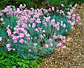 DIANTHUS LILIAN BESIDE GRAVEL PATH AT THE ANCHORAGE  KENT