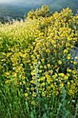 THE ROU ESTATE  CORFU: YELLOW FLOWERS OF PHLOMIS
