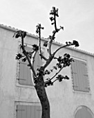 THE ROU ESTATE  CORFU: BLACK AND WHITE IMAGE OF A TREE AGAINST A BUILDING