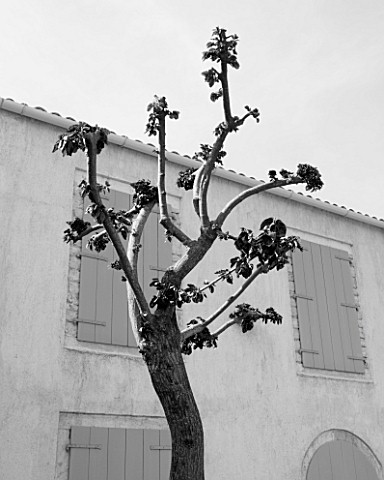THE_ROU_ESTATE__CORFU_BLACK_AND_WHITE_IMAGE_OF_A_TREE_AGAINST_A_BUILDING