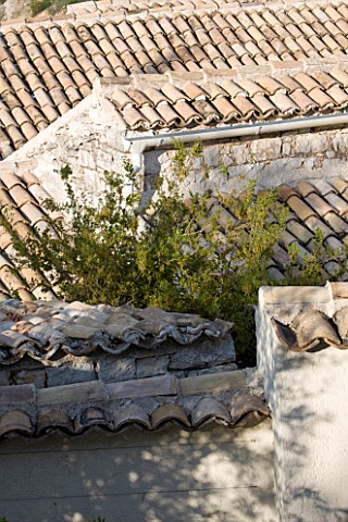 THE_ROU_ESTATE__CORFU_VIEW_ACROSS_TILED_ROOFS