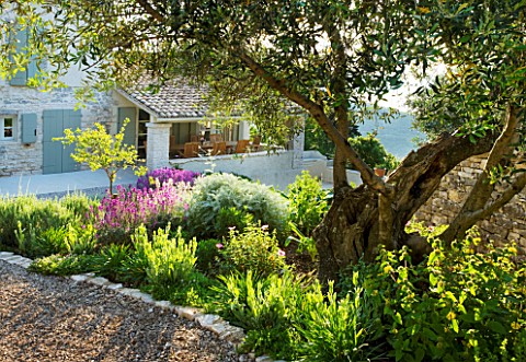 THE_ROU_ESTATE__CORFU_GRAVEL_TERRACE_WITH_OLIVE_TREE_AND_DROUGHTTOLERANT_PLANTING_OF_PHLOMIS_FRUTICO