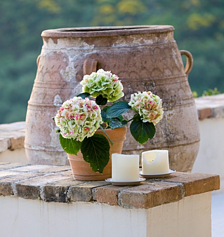 THE_KAPARELLI_ESTATE__CORFU__HYDRANGEA_FLOWERS_IN_POT_WITH_CANDLES_AND_LARGE_TERRACOTTA_URN_BEHIND