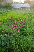 HOOK END FARM  BERKSHIRE: AQUILEGIA GROWING IN MEADOW GRASS WITH GREENHOUSE BEHIND