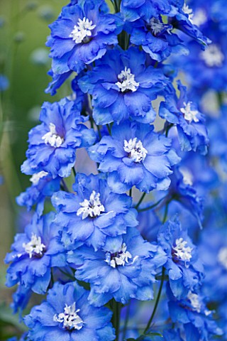 CLOSE_UP_PORTRAIT_OF_THE_BLUE_FLOWERS_OF_DELPHINIUM_LANGDONS_BLUE_LAGOON__SPIRES__PERENNIAL