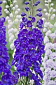 CLOSE UP PORTRAIT OF THE BLUE FLOWERS OF DELPHINIUM FAUST - SPIRES  PERENNIAL