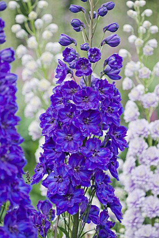 CLOSE_UP_PORTRAIT_OF_THE_BLUE_FLOWERS_OF_DELPHINIUM_FAUST__SPIRES__PERENNIAL