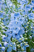 CLOSE UP PORTRAIT OF THE BLUE FLOWERS OF DELPHINIUM BALLKLEID - SPIRES  PERENNIAL