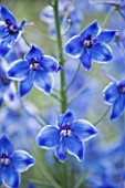 CLOSE UP PORTRAIT OF THE BLUE FLOWERS OF DELPHINIUM DELFT BLUE - SPIRES  PERENNIAL