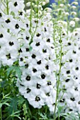 CLOSE UP PORTRAIT OF THE WHITE FLOWERS OF DELPHINIUM LILIAN BASSETT WITH BLACK EYE - SPIRES  PERENNIAL