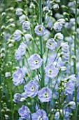 CLOSE UP PORTRAIT OF THE BLUE FLOWERS OF DELPHINIUM ANN WOODFIELD - SPIRES  PERENNIAL