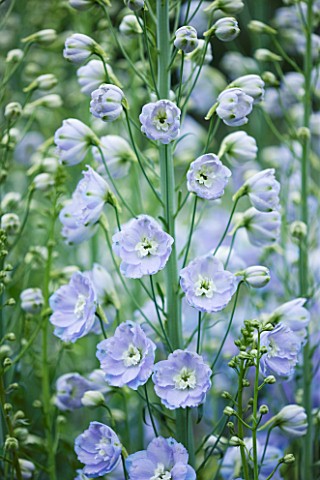 CLOSE_UP_PORTRAIT_OF_THE_BLUE_FLOWERS_OF_DELPHINIUM_ANN_WOODFIELD__SPIRES__PERENNIAL