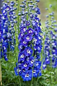 CLOSE UP PORTRAIT OF THE BLUE FLOWERS OF DELPHINIUM MARGARET - SPIRES  PERENNIAL