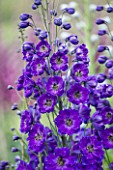 CLOSE UP PORTRAIT OF THE BLUE FLOWERS OF DELPHINIUM FRANJO SAHIN - SPIRES  PERENNIAL