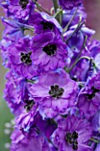 CLOSE UP PORTRAIT OF THE BLUE FLOWERS OF DELPHINIUM AMBROSE WOOD - SPIRES  PERENNIAL