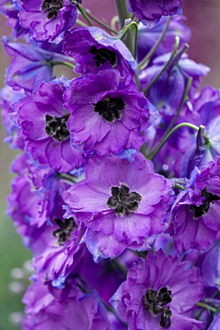 CLOSE_UP_PORTRAIT_OF_THE_BLUE_FLOWERS_OF_DELPHINIUM_AMBROSE_WOOD__SPIRES__PERENNIAL