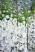 CLOSE UP PORTRAIT OF THE WHITE FLOWERS OF DELPHINIUM ALISA - SPIRES  PERENNIAL