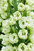 CLOSE UP PORTRAIT OF THE WHITE FLOWERS OF DELPHINIUM DUNSDEN GREEN - SPIRES  PERENNIAL