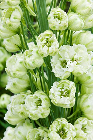 CLOSE_UP_PORTRAIT_OF_THE_WHITE_FLOWERS_OF_DELPHINIUM_DUNSDEN_GREEN__SPIRES__PERENNIAL