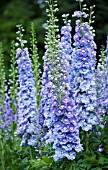 CLOSE UP PORTRAIT OF THE BLUE FLOWERS OF DELPHINIUM SPINDRIFT - SPIRES  PERENNIAL