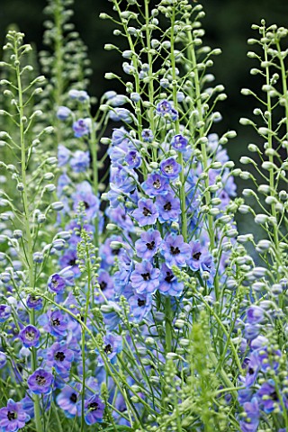 CLOSE_UP_PORTRAIT_OF_THE_BLUE_FLOWERS_OF_DELPHINIUM_OLIVER__SPIRES__PERENNIAL