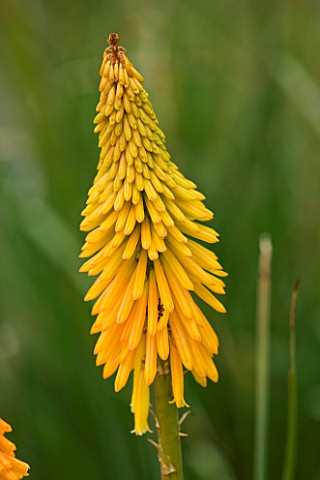 CLOSE_UP_PORTRAIT_OF_THE_YELLOW_APRICOT_FLOWER_OF_KNIPHOFIA_DRUMMORE_APRICOT