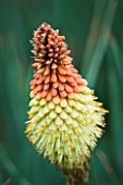 CLOSE UP PORTRAIT OF THE RED FLOWER OF KNIPHOFIA CORAL BREAKERS