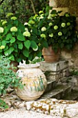 LA CARMEJANE, FRANCE: LUBERON, PROVENCE, TERRACE, PATIO WITH TERRACOTTA CONTAINERS, WHITE, HYDRANGEAS, FRENCH, COUNTRY, GARDEN