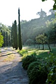 WACHTER HOUSE  FRANCE -  VIEW ALONG THE DRIVE WITH TALL CYPRESS TREES