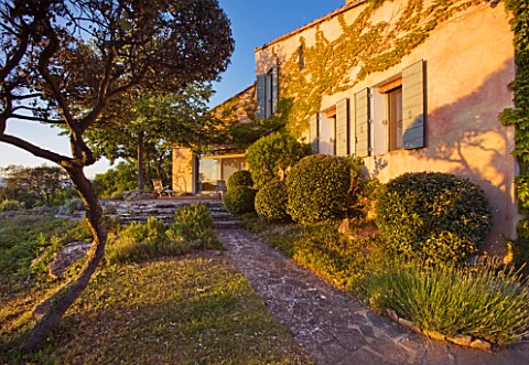 WACHTER_HOUSE__FRANCE___CLIPPED_TOPIARY_PINE_BESIDE_THE_HOUSE_IN_EVENING_LIGHT_WITH_LUBERON_HILLS_BE