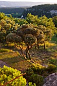 WACHTER HOUSE  FRANCE -  CLIPPED TOPIARY PINE BESIDE THE HOUSE IN EVENING LIGHT WITH LUBERON HILLS BEHIND
