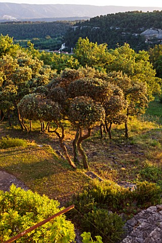 WACHTER_HOUSE__FRANCE___CLIPPED_TOPIARY_PINE_BESIDE_THE_HOUSE_IN_EVENING_LIGHT_WITH_LUBERON_HILLS_BE