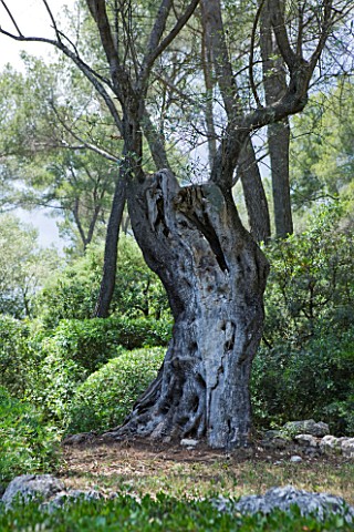 JACQUELINE_MORABITO__FRANCE_AN_OLIVE_TREE_AMONGST_CLIPPED_SHAPES