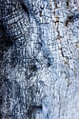 JACQUELINE MORABITO  FRANCE: CLOSE UP OF THE BARK OF AN OLIVE TREE