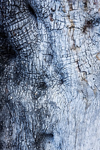 JACQUELINE_MORABITO__FRANCE_CLOSE_UP_OF_THE_BARK_OF_AN_OLIVE_TREE
