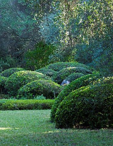 JACQUELINE_MORABITO__FRANCECLIPPED_TOPIARY_SHAPES_BESIDE_OLIVE_TREES