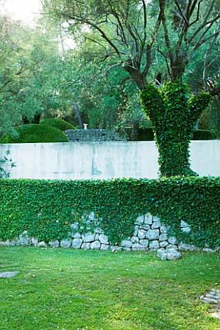 JACQUELINE_MORABITO__FRANCE__TERRACING_WITH_STONE_WALL_AND_OLIVE_TREES