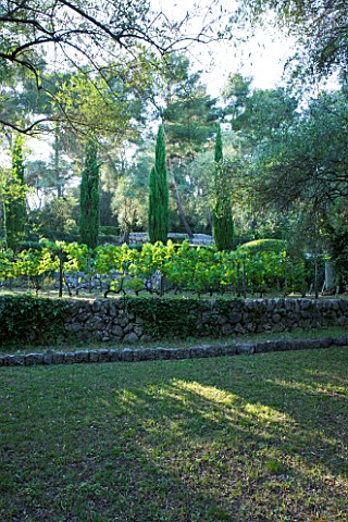 JACQUELINE_MORABITO__FRANCE__TERRACING_WITH_VINES__PENCIL_CYPRESSES_AND_OLIVE_TREES