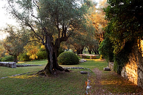 JACQUELINE_MORABITO__FRANCE__DAWN_LIGHT_ON_OLIVE_TREE__LAWN__WOODEN_TABLE_AND_STONE_CIRCLE