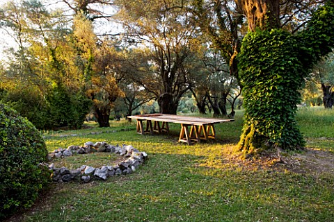 JACQUELINE_MORABITO__FRANCE__DAWN_LIGHT_ON_OLIVE_TREE__LAWN__WOODEN_TABLE_AND_STONE_CIRCLE
