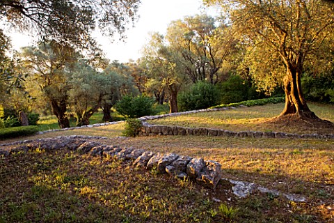 JACQUELINE_MORABITO__FRANCE__DAWN_LIGHT_ON_STONE_WALLED_TERRACING_AND_OLIVE_TREES