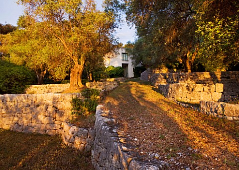 JACQUELINE_MORABITO__FRANCE__DAWN_LIGHT_ON_STONE_WALLED_TERRACING_AND_OLIVE_TREES_WITH_HOUSE_IN_BACK