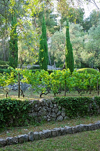 JACQUELINE_MORABITO__FRANCE__STONE_WALLS__TERRACING__VINES_AND_CYPRESSES