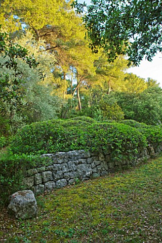 JACQUELINE_MORABITO__FRANCE__WALL_WITH_CLIPPED_TOPIARY_AND_PINE_TREES