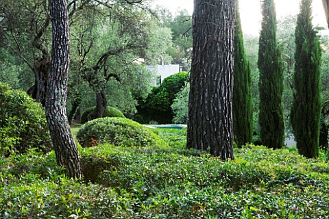 JACQUELINE_MORABITO__FRANCE__PINES__CYPRESSES_AND_CLIPPED_TOPIARY