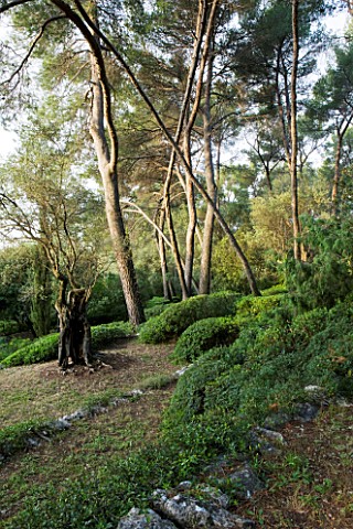 JACQUELINE_MORABITO__FRANCE__PINES__AN_OLIVE_TREE_AND_CLIPPED_TOPIARY