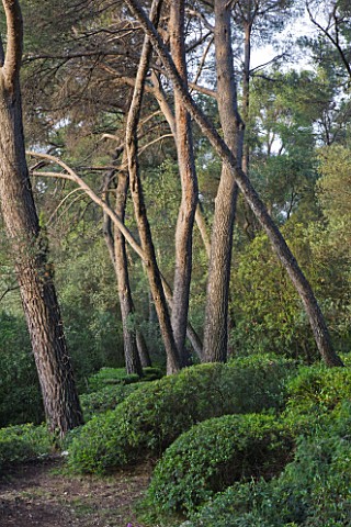 JACQUELINE_MORABITO__FRANCE__PINES_AND_CLIPPED_TOPIARY