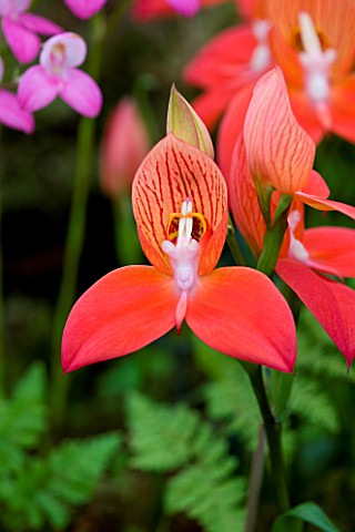 ORCHID__RED_FLOWER_OF_DISA_UNIFLORA_RED_RIVER