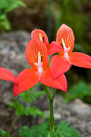 ORCHID__RED_FLOWER_OF_DISA_UNIFLORA_RED_RIVER